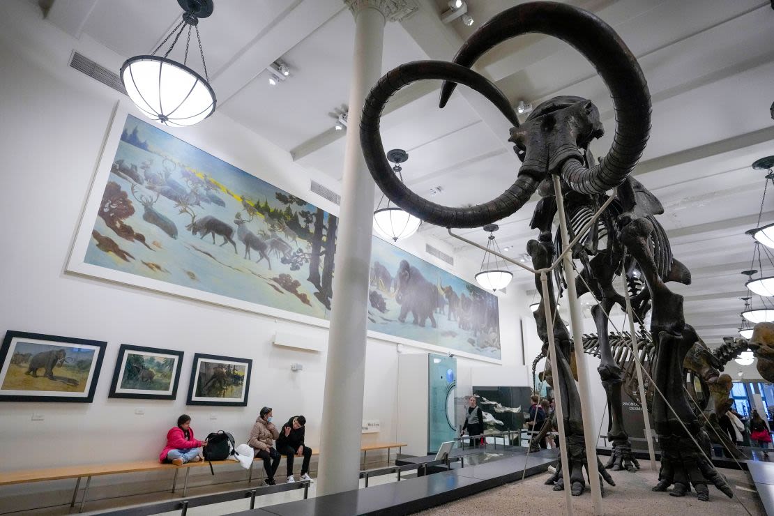 Un esqueleto de mamut expuesto en el American Museum of Natural History de Nueva York en enero de 2023.