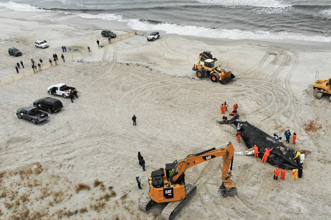 People work around the carcass of a dead whale in Lido Beach, New York, on January 31, 2023.