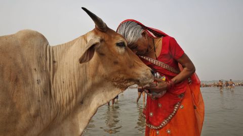 A woman worships a cow as Indian Hindus offer prayers to the River Ganges, holy to them during the Ganga Dussehra festival in Allahabad, India, on June 8, 2014.