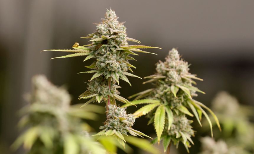 Marijuana buds ready for harvest rest on a plant at a cannabis operation in Akron, Ohio, in January 2019.