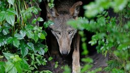 A female red wolf emerges from her den sheltering newborn pups at the Museum of Life and Science in Durham, N.C., on May 13, 2019.