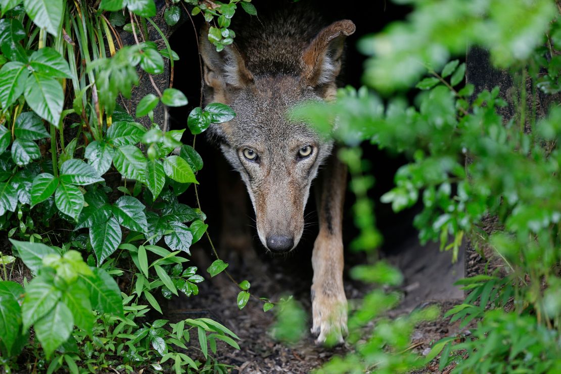 A female red wolf emerges from her den sheltering newborn pups at the Museum of Life and Science in Durham, North Carolina, in 2019.