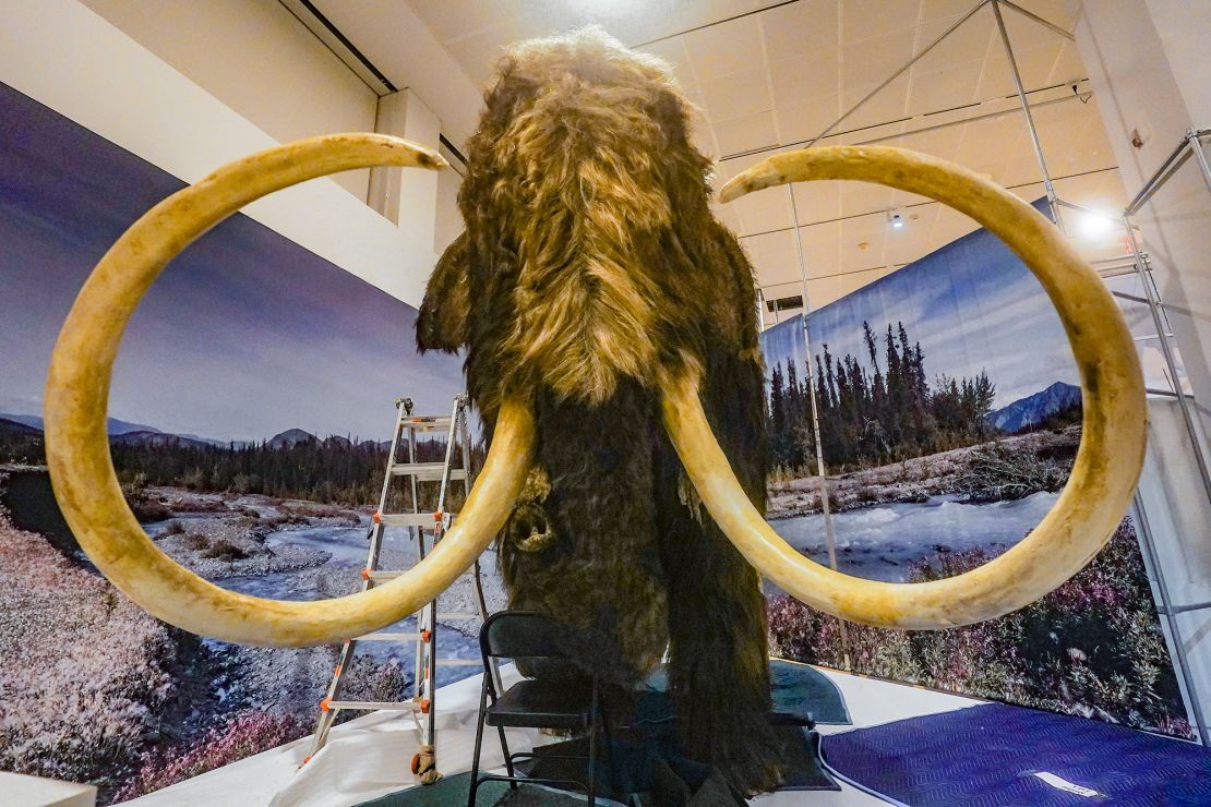 A woolly mammoth model is seen during installation at the American Museum of Natural History in October 2023.