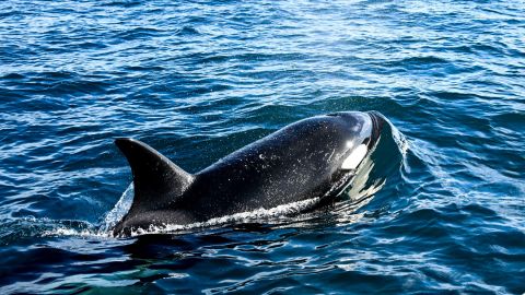 An Orca surfaces near a whale watching boat off of Point Loma in San Diego, California, on Monday January 29, 2024.