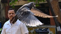 A pigeon that was captured eight months back near a port after being suspected to be a Chinese spy, is released at a vet hospital in Mumbai, India, Tuesday, Jan.30, 2024. Police had found two rings tied to its legs, carrying words that looked like Chinese. Police suspected it was involved in espionage and took it in. Eventually, it turned out the pigeon was an open-water racing bird from Taiwan that had escaped and made its way to India. With police permission, the bird was transferred to the Bombay Society for the Prevention of Cruelty to Animals, whose doctors set it free on Tuesday. (Anshuman Poyrekar/Hindustan Times via AP)