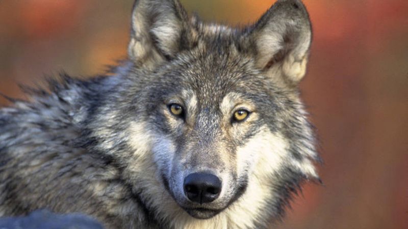 Предлага се награда от $50 000 за информация относно смъртта на 3 застрашени сиви вълка в Орегон