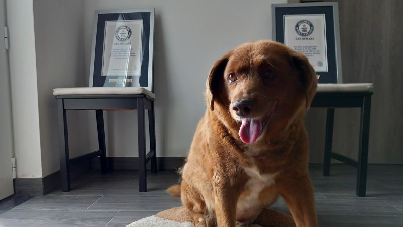 Кучето Боби, което почина миналата година на 31-годишна възраст, беше