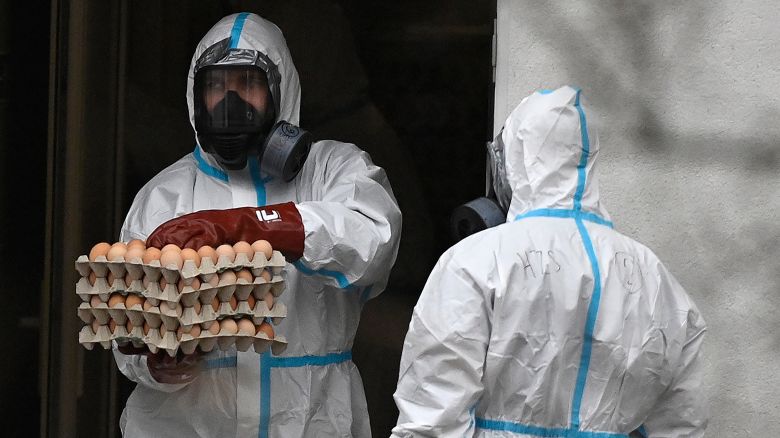 The culling of 13,000 laying hens infected with bird flu (avian influenza) continued at the breeding hen farm in Vanec, Trebic District, Vysocina Region, Czech Republic, on February 28, 2024. Photo/Lubos Pavlicek (CTK via AP Images)