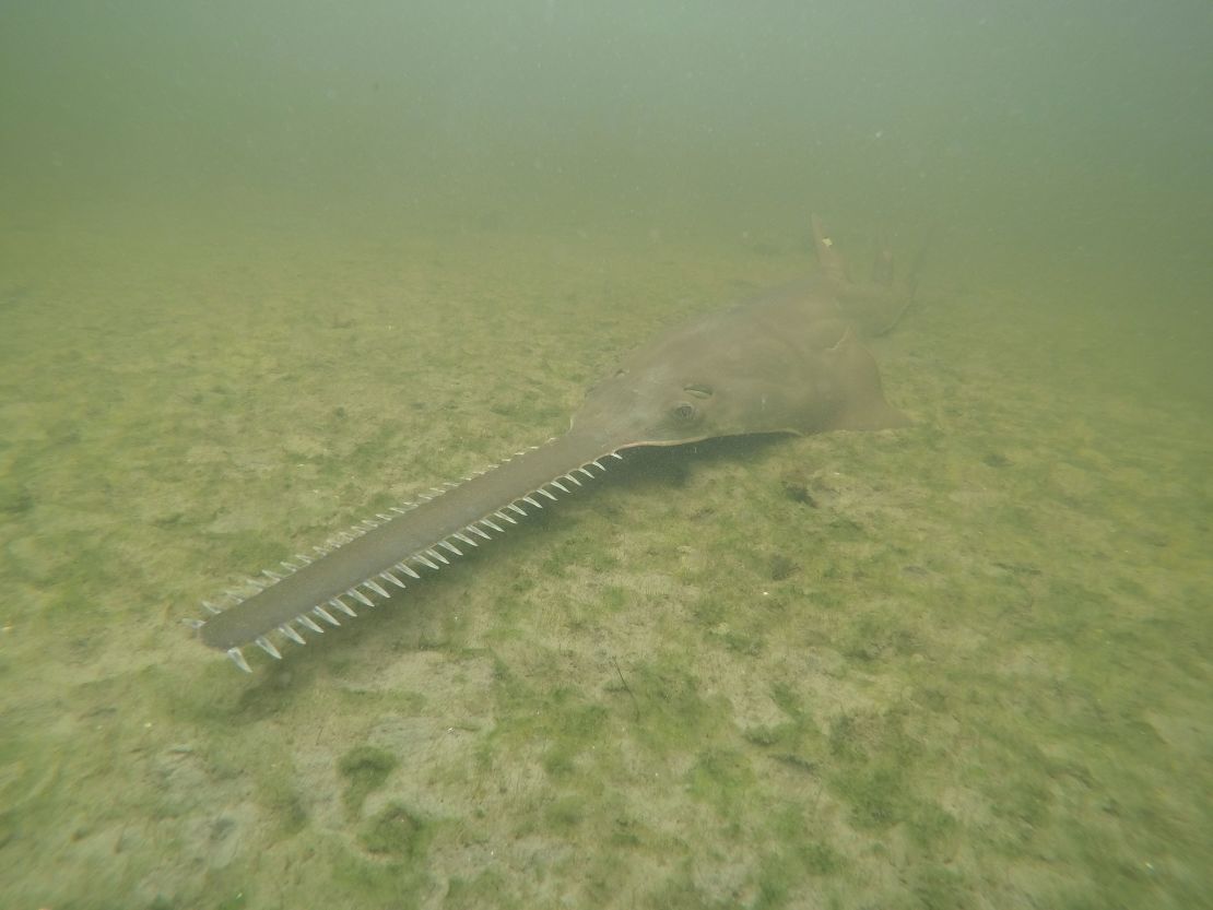 The endangered smalltooth sawfish, marine creatures virtually unchanged for millions of years, are exhibiting erratic spinning behavior and dying in unusual numbers in Florida waters.