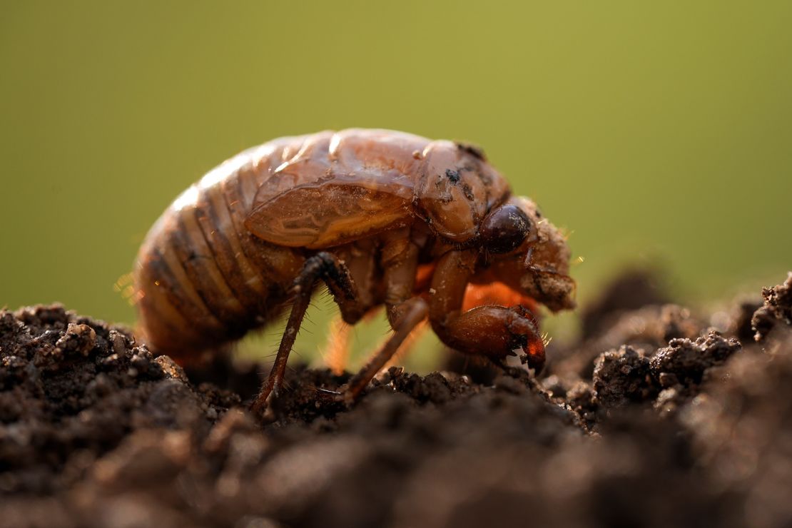 A periodical cicada nymph was found in Macon, Georgia, while digging holes for rosebushes on March 27. Soon, billions of cicadas will emerge.