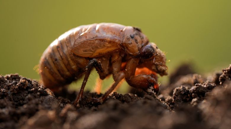 A periodical cicada nymph is seen in Macon, Ga., Wednesday, March 27, 2024. This periodical cicada nymph was found while digging holes for rosebushes. Trillions of cicadas are about to emerge in numbers not seen in decades and possibly centuries. (AP Photo/Carolyn Kaster)