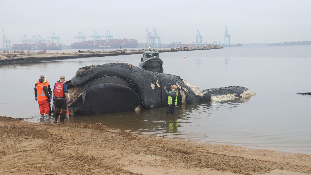 This April 3, 2024, photo released by the Virginia Aquarium and Marine Science Center, taken under NOAA permit #24359, shows a dead North Atlantic right whale on a Virginia beach. Federal authorities say the whale died after suffering blunt force trauma from a vessel strike. Collisions with ships are among the biggest threats to the vanishing whales, which number less than 400. (Virginia Aquarium and Marine Science Center via AP)