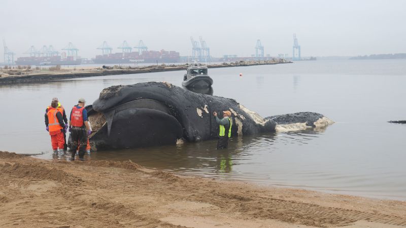 An endangered whale was killed this week most likely by a ship strike. Less than 360 of the species remain