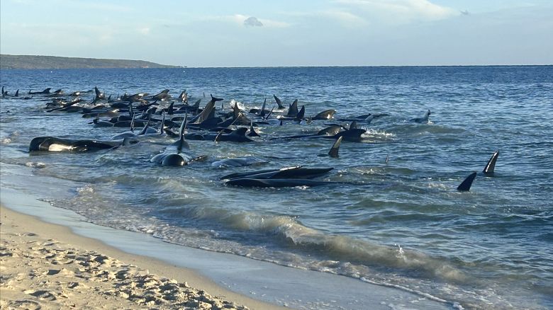 This image supplied by Department of Biodiversity, Conservation and Attractions, shows a pod of pilot whales stranded on a beach at Toby's Inlet in Western Australia, Thursday, April 25, 2024. Dozens of pilot whales have beached on the western Australian coast and wildlife authorities were attempting to rescue them, a state government said on Thursday.(Department of Biodiversity, Conservation and Attractions via AP)