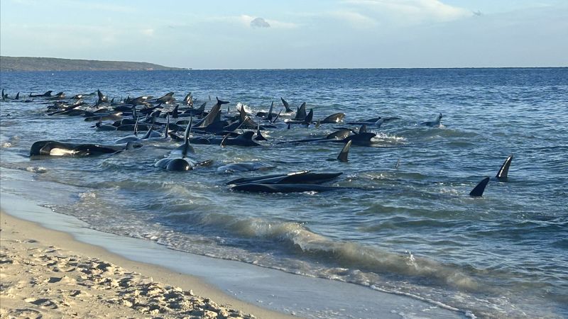 西オーストラリア州の集団打ち上げから130頭のクジラを救出