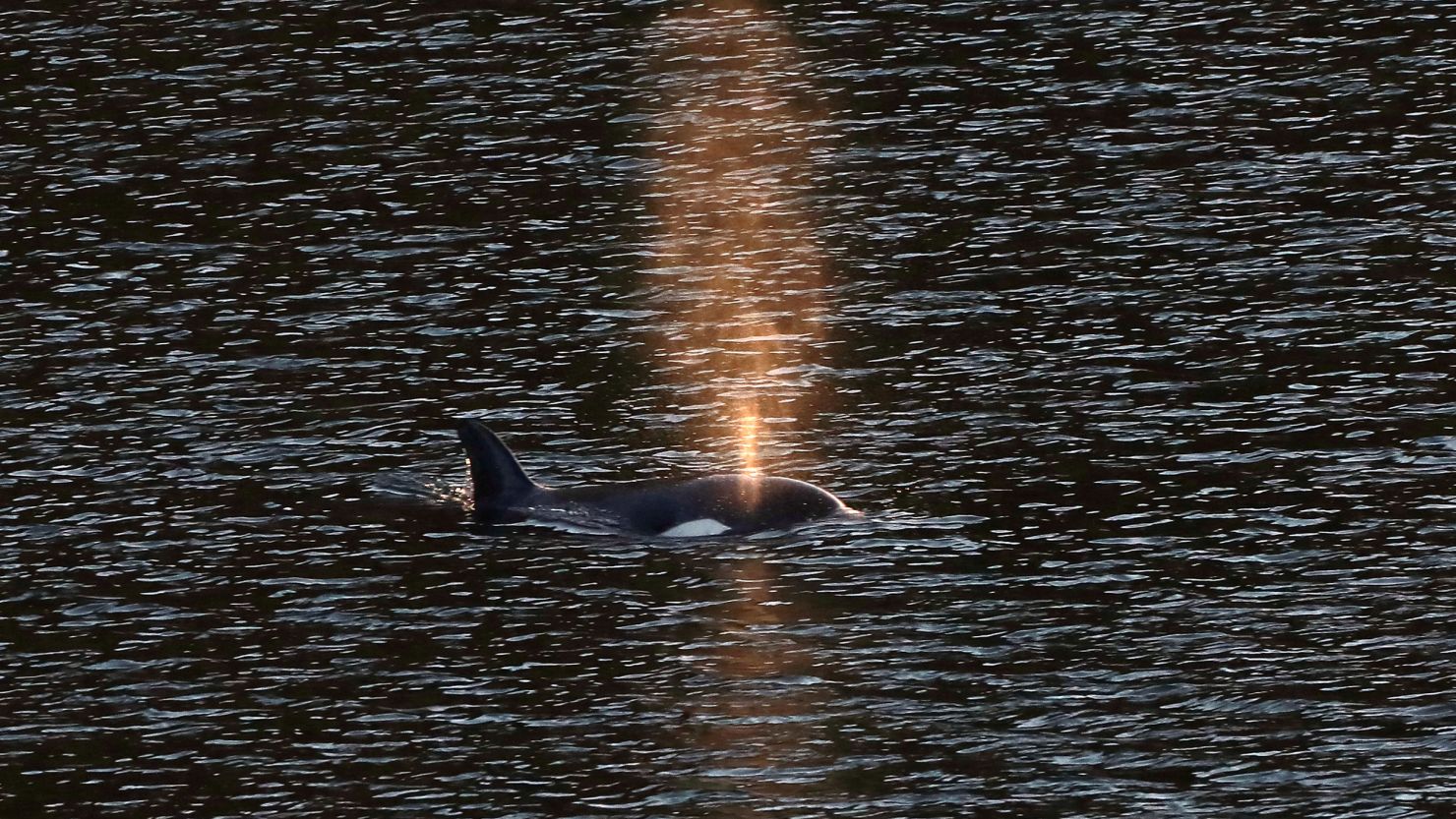 A two-year-old female orca calf swims in Little Espinosa Inlet near Zeballos, British Columbia, Friday, April 19, 2024.