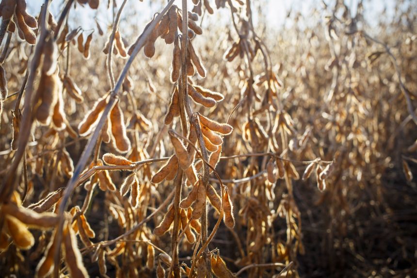 Soybeans ready for harvest in Argentina, on April 7, 2024.