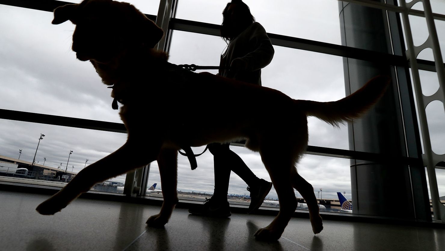 The CDC is updating regulations for bringing dogs into the United States.