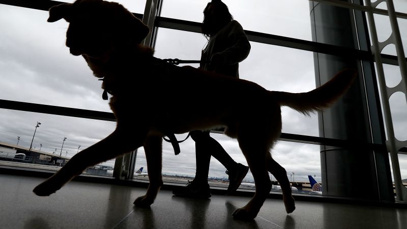 In effort to prevent rabies, CDC launches new rules for bringing dogs into the US
