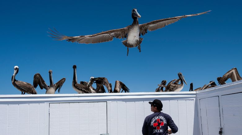 A pelican flies over a rescue team member as a group of sick pelicans rests on a storage shed on the Newport Beach pier in Newport Beach, Calif., Tuesday, May 7, 2024. (AP Photo/Jae C. Hong)