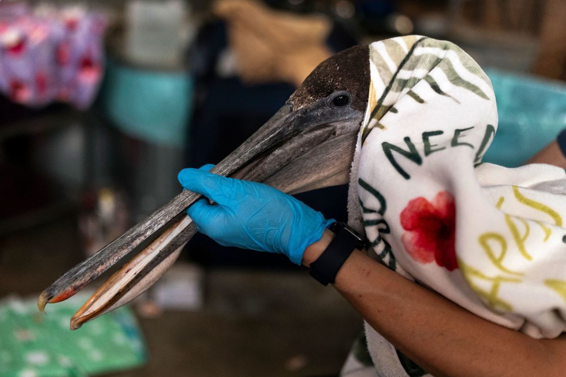 Volunteer Jason Foo holds a rescued pelican by its beak while treating the bird at the Wetlands and Wildlife Care Center in Huntington Beach, California.