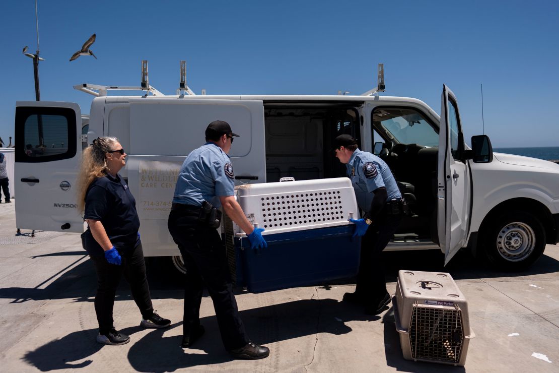 Debbie McGuire, left, of the Wetlands and Wildlife Care Center, watches as police officers load cages carrying sick pelicans into a van for treatment in Newport Beach, California.