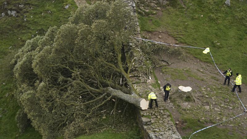 Sycamore Gap: Two men convicted of felling one of UK’s most famous trees in September 2023