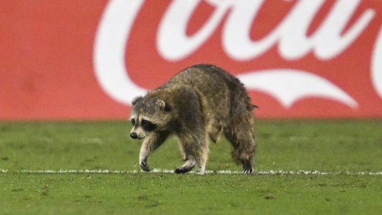 CHESTER, PA - MAY 15: A raccoon enters the field during the game between New York City FC and the Philadelphia Union on May 15, 2024 at Subaru Park in Chester PA. (Photo by Terence Lewis/Icon Sportswire) (Icon Sportswire via AP Images)