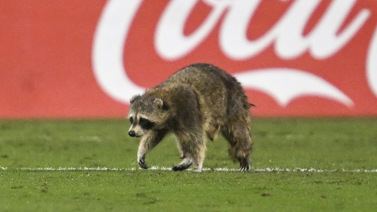 The furry pitch invader paused play between NYCFC and the Philadelphia Union.