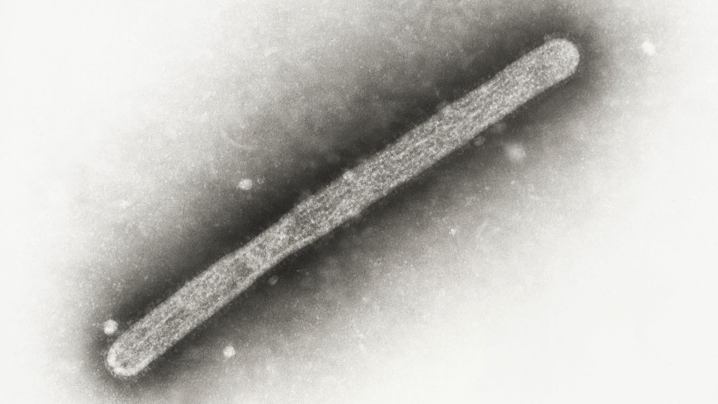 An electron microscope image of an H5N1 avian influenza virion.