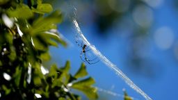 A Joro spider makes a web, Sept. 27, 2022, in Atlanta.