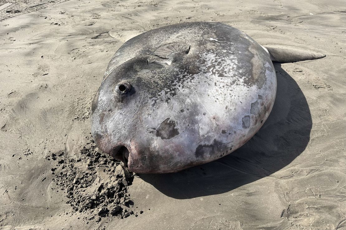 Rare 7-foot hoodwinker sunfish washes ashore on Oregon beach | CNN