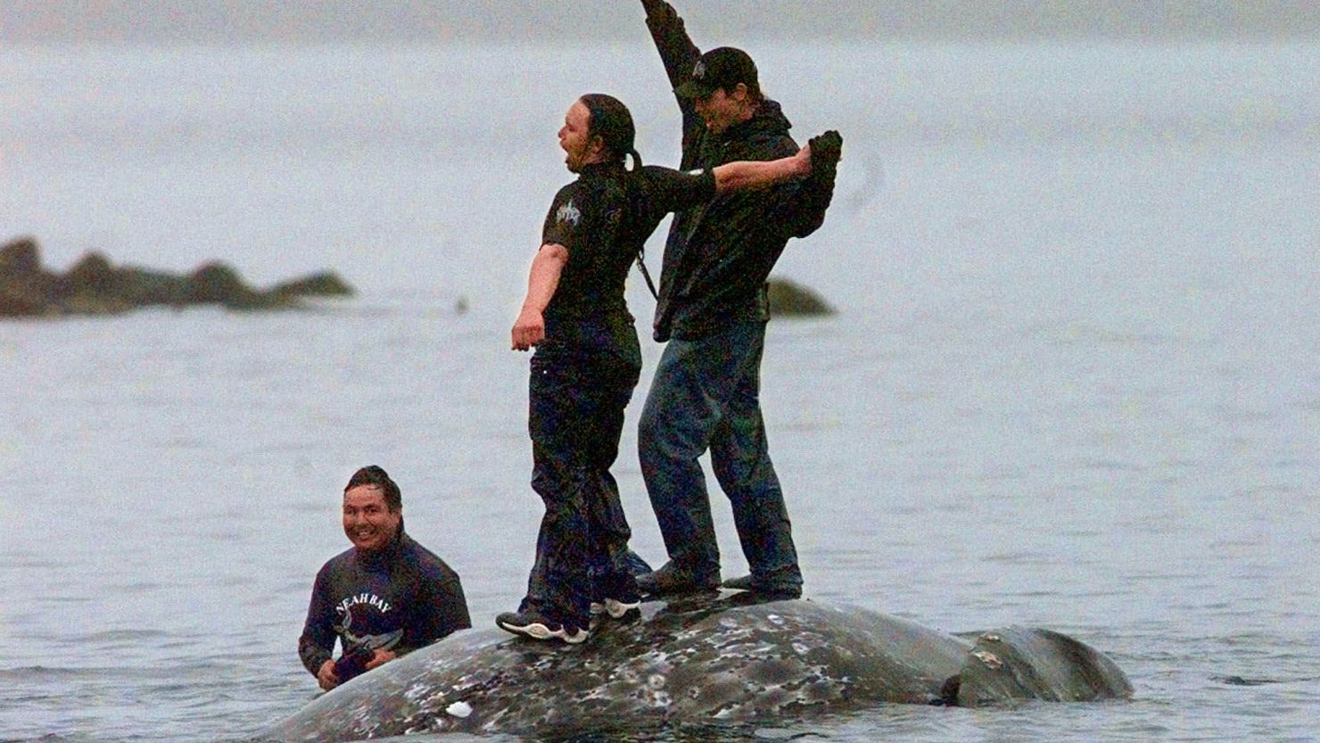 Two Makah Indian whalers stand atop the carcass of a dead gray whale moments after helping tow it close to shore in the harbor at Neah Bay, Washington, May 17, 1999.