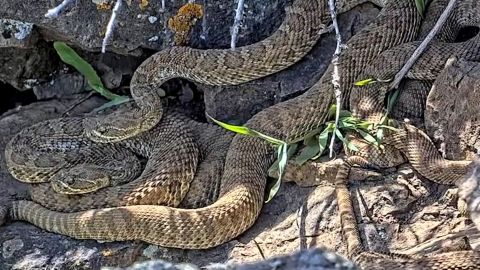 This undated image made from a video provided by Project RattleCam shows a "mega den" of rattlesnakes in a remote location in northern Colorado. California Polytechnic State University scientists recently put up a webcam on the den, which they say is one of the biggest they've ever seen. (Project RattleCam via AP)