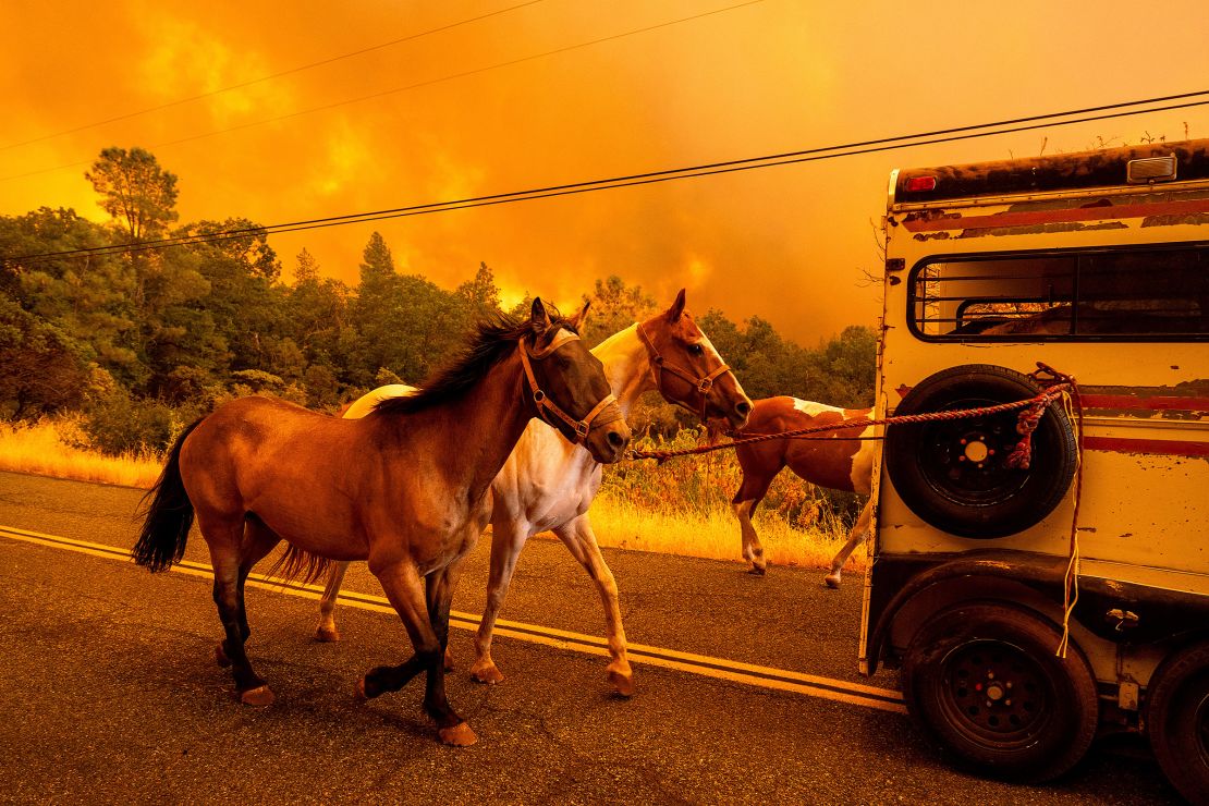 Horses evacuate as the Park Fire tears though the Cohasset community in Butte County, California, on July 25, 2024.