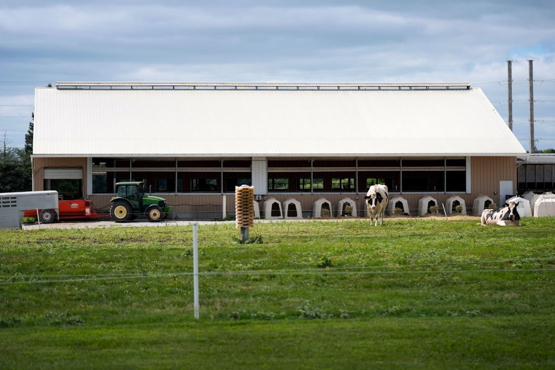 Dairy cows are seen outside of a milking barn at the U.S. Department of Agriculture's National Animal Disease Center research facility in Ames, Iowa, in August.