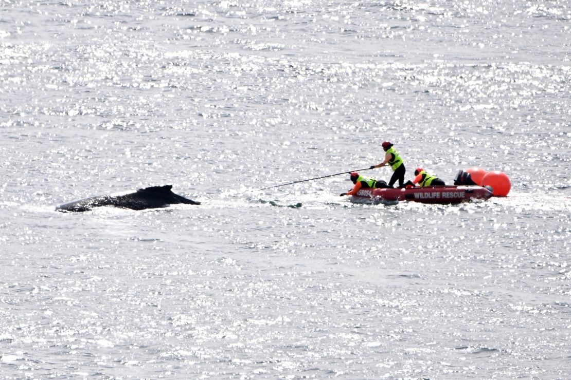 Rescue workers attempt to free a humpback whale tangled in ropes in Australia's Sydney Harbour on August 23, 2024.