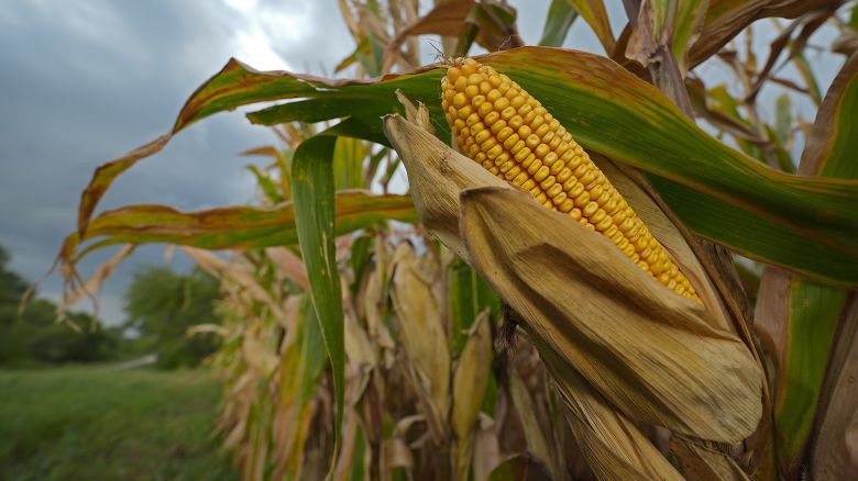 Storm clouds build above a corn field Tuesday, Aug. 27, 2024, near Platte City, Mo. (AP Photo/Charlie Riedel)