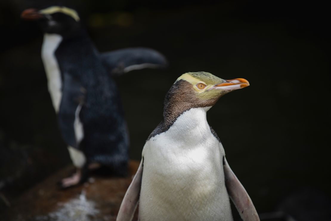 A hoiho or yellow-eyed penguin on April 2, 2023.