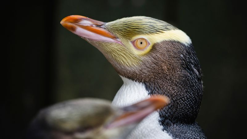 Hoiho Wins 2024 Bird of the Year Again