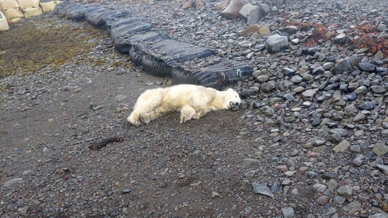 A unprecedented polar undergo confirmed up at the shores of Iceland. Police shot it | The Gentleman Report