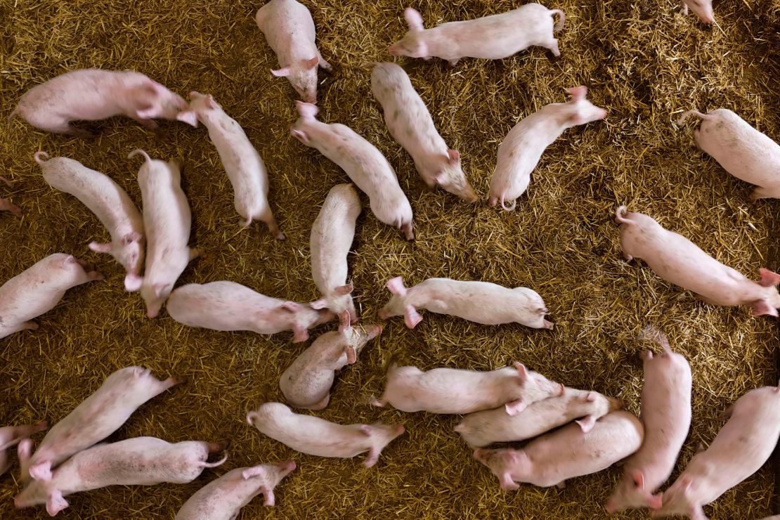 Italian pigs have been at risk from a swine fever outbreak that emerged in 2021.