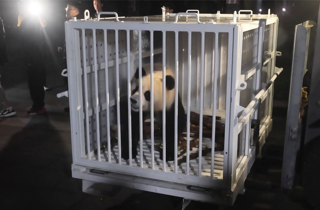 Nesta imagem, tirada de um vídeo e divulgada pela Administração Nacional de Silvicultura e Pastagens da China, a panda gigante fêmea Qing Bao está pronta para ser transportada.