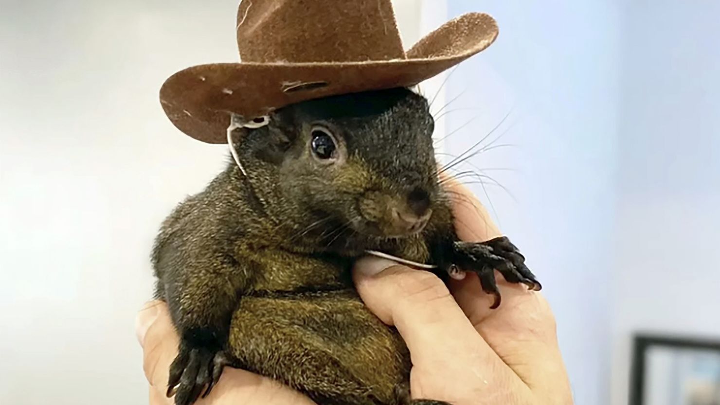 Picture of Peanut