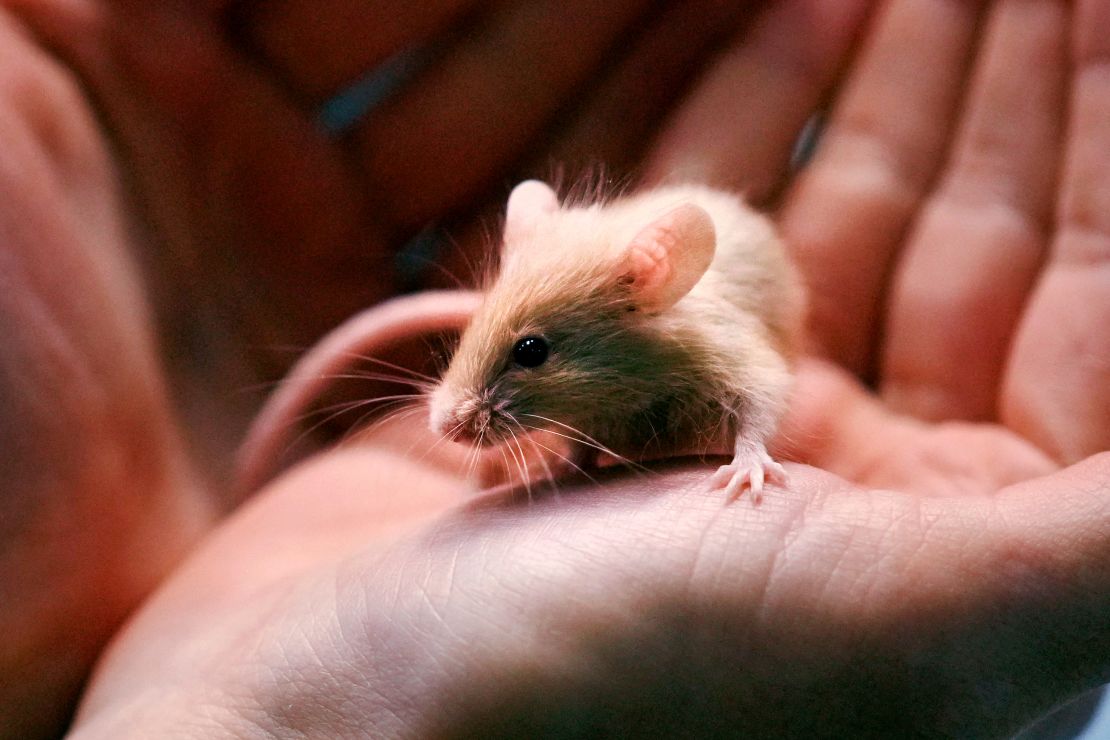 Adoption coordinator Lexi Giannopoulos cradles one of nearly 1,000 mice that were surrendered in Stratham, New Hampshire.