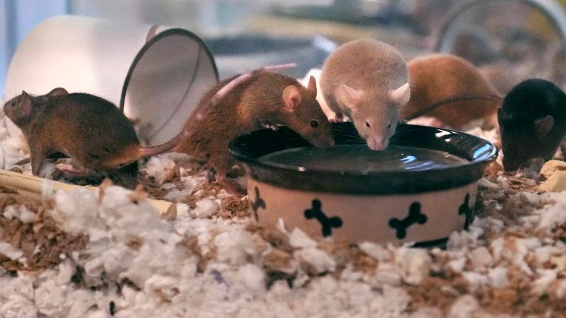 New Hampshire shelter faces ‘enormous’ breeding problem after man surrenders nearly 1,000 mice | CNN