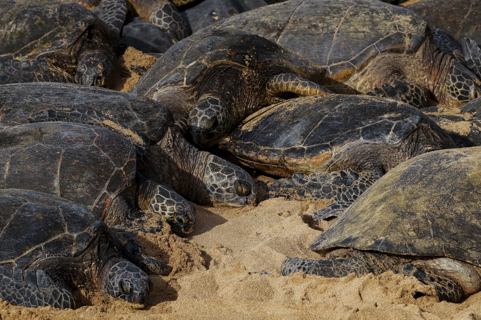 Turtles bask in the sun at Ho'okipa Beach Park, Friday, Nov. 22, 2024, near Paia, Hawaii. (AP Photo/Lindsey Wasson)