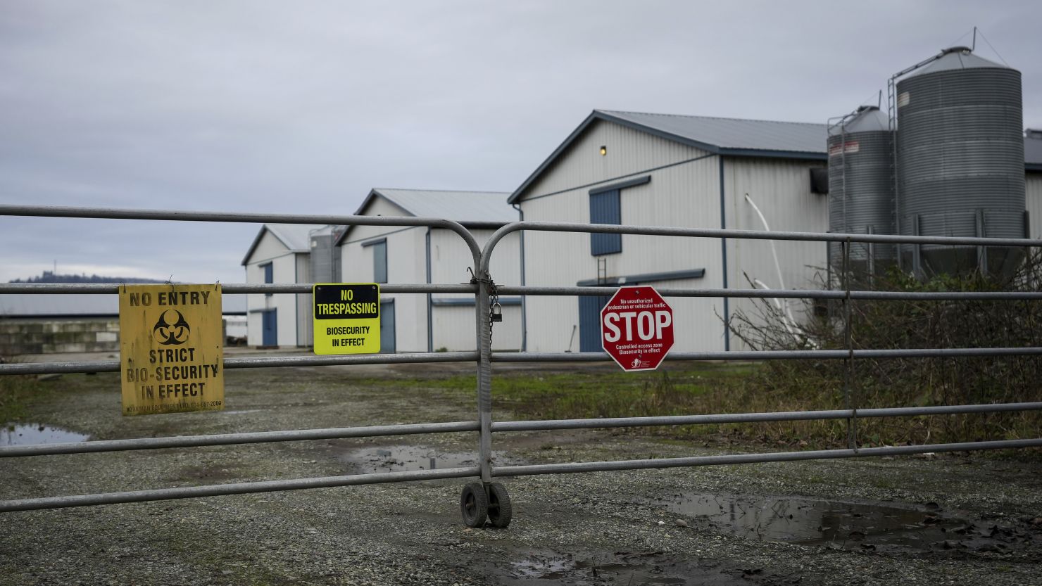 Biosecurity warning signs are seen on a locked gate at a commercial poultry farm in Abbotsford, British Columbia, on November 25.