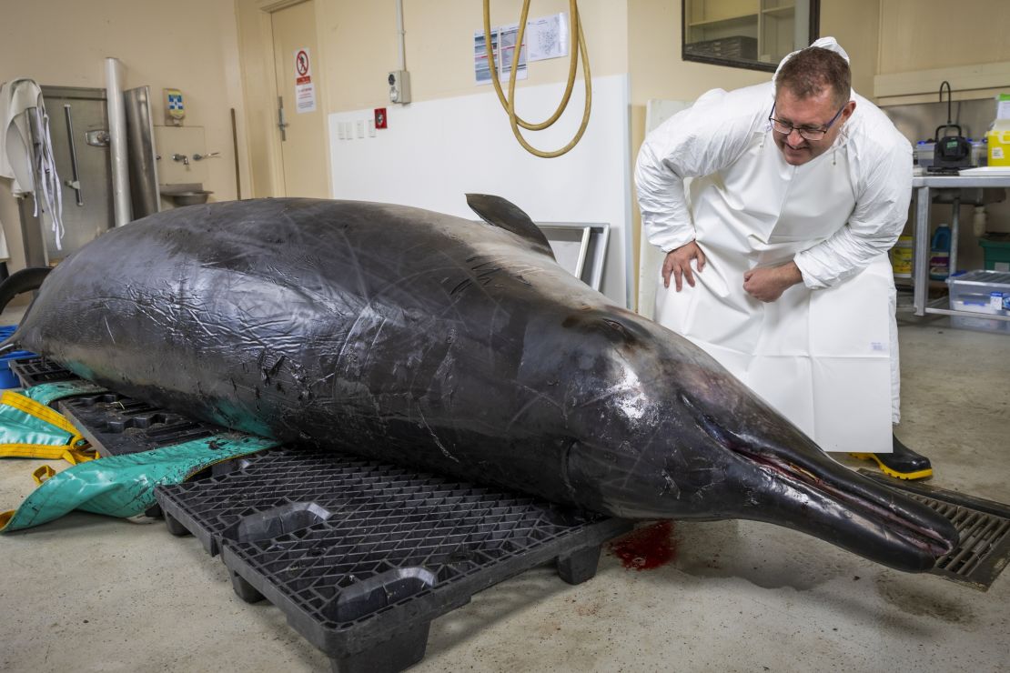 Beaked whale expert Anton van Helden inspects a male spade-toothed whale before a necropsy at the Invermay Agricultural Center, Mosgiel, near Dunedin, New Zealand, on December 2, 2024.