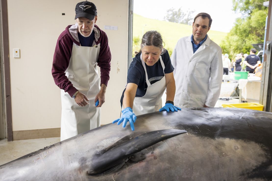 International scientists (from left) Alexander Werth, Joy Reidenberg and Michael Denk examine a male shoveler whale before a necropsy at the Invermay Agricultural Center, Mosgiel, near Dunedin, New Zealand, on December 2, 2024.